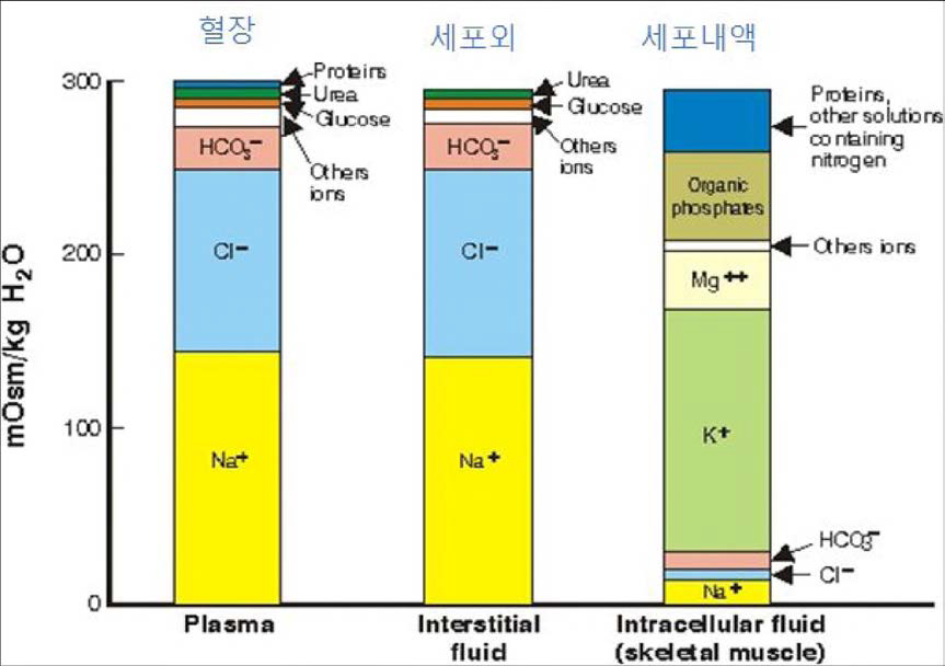 인체 내 전해질 분포