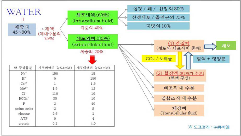 인체 내 이온화된 미네랄 성분의 흐름