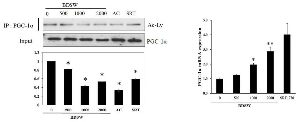 PGC-la 활성 및 mRNA expression