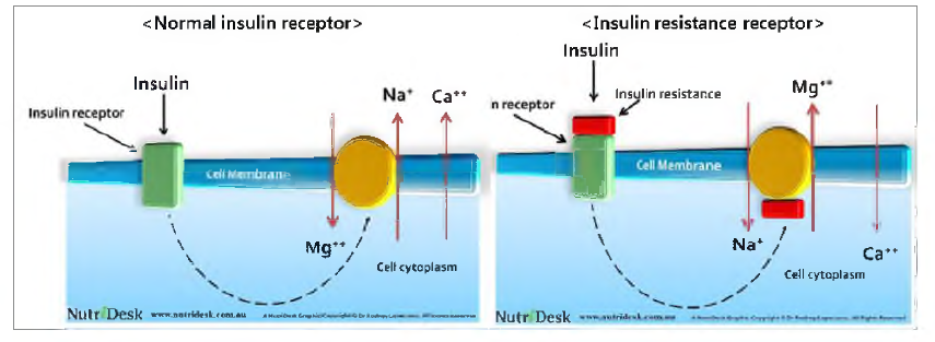 인슐린이 세포 내 전해질(Mg2+, Na+, Ca2+)에 미치는 영향