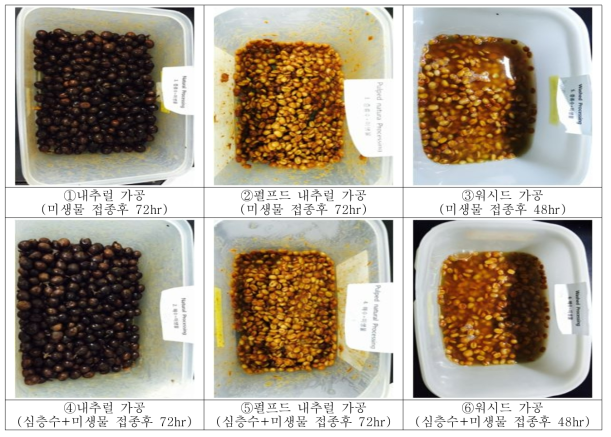 효모농도를 1/10로 낮추어 발효한 가공 방법별 커피체리