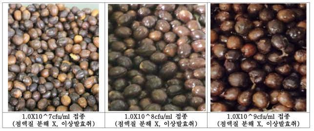 농도별 LS-01(B. subtilis LS) 1.5% 접종 후 72hr 발효 커피체리