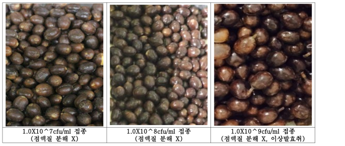 농도별 LS-21(L. fermentum JS) 1.5% 접종 후 72hr 발효 커피체리