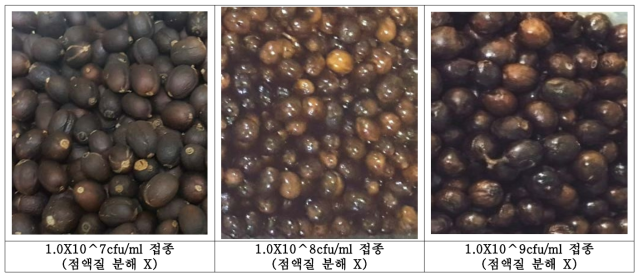 농도별 LS-25(L. curvatus) 1.5% 접종 후 72hr 발효 커피체리