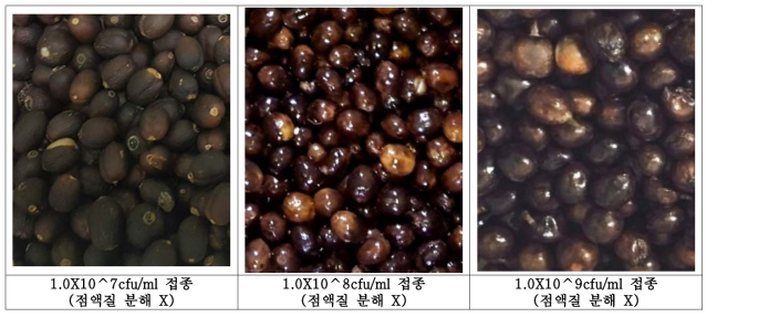 농도별 LS-104(W. cibaria) 1.5% 접종 후 72hr 발효 커피체리