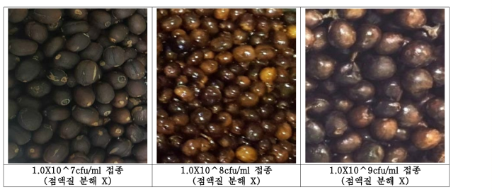 농도별 LS-107(E. faecium) 1.5% 접종 후 72hr 발효 커피체리
