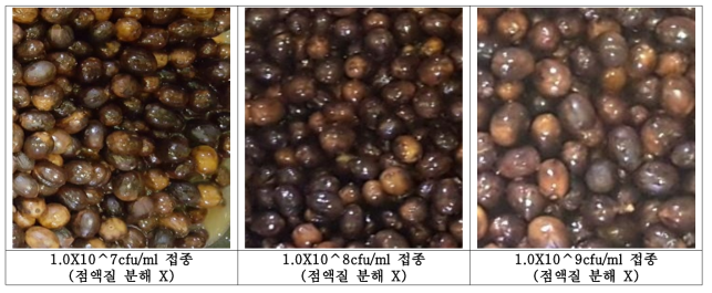 농도별 LS-117(P. pentosaceus) 1.5% 접종 후 72hr 발효 커피체리