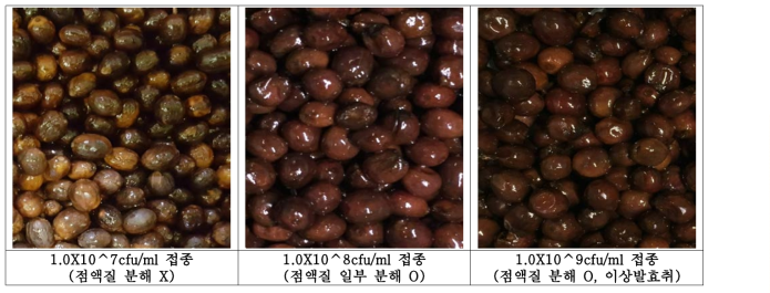 농도별 LS-801(L. pentosus) 1.5% 접종 후 72hr 발효 커피체리