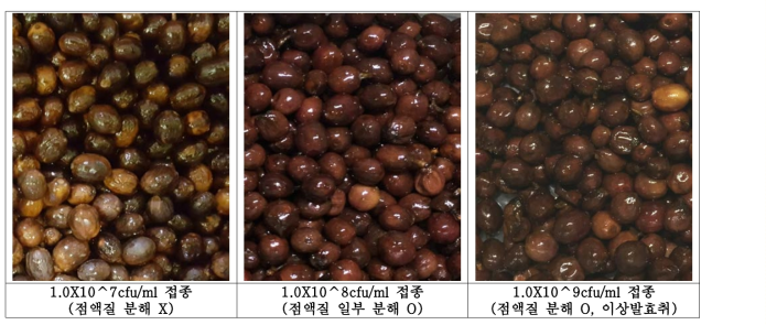 농도별 LS-802(L. plantarum) 1.5% 접종 후 72hr 발효 커피체리