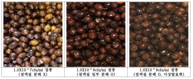 농도별 LS-803(L. fermentum) 1.5% 접종 후 72hr 발효 커피체리