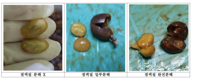 발효정도에 따른 점액질 분해도