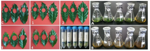 Leaf Relative Electric Conductivity (REC) 측정과정