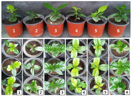 토양(media) 조성에 따른 커피 육묘의 생육 비교