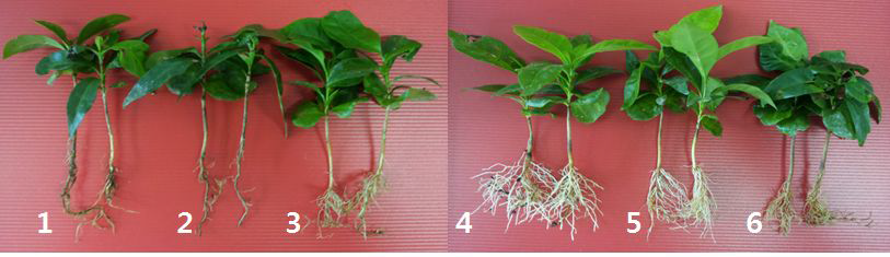토양(media) 조성에 따른 커피 육묘의 생육 비교