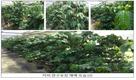 커피재배 현장 2016. 7.20