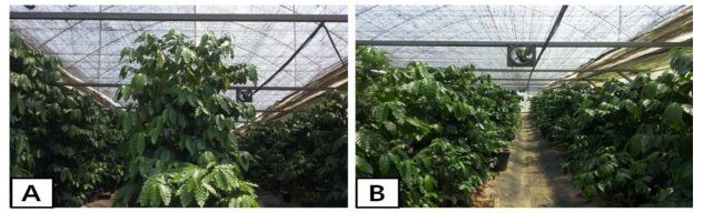 여름철 고온기 커피재배온실관리