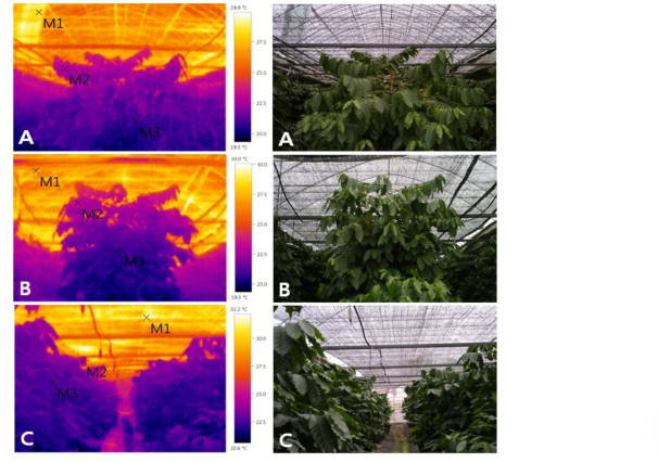 열화상카메라를 이용한 저온 처리 커피재배 위치별 온도비교