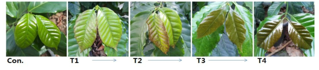 저온에 따른 커피잎의 변화과정 (10월 –> 11월)