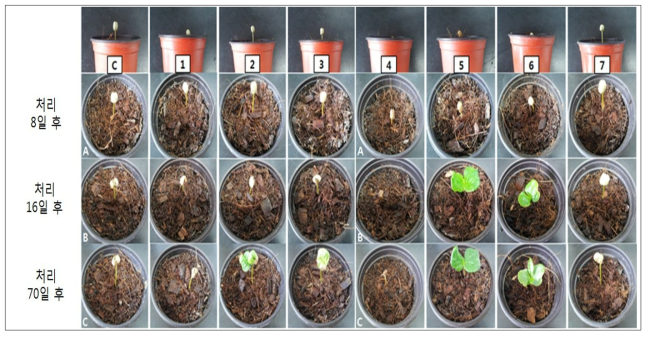 Hoagland Solution 조성표를 활용한 커피종자의 발아 및 생육실험