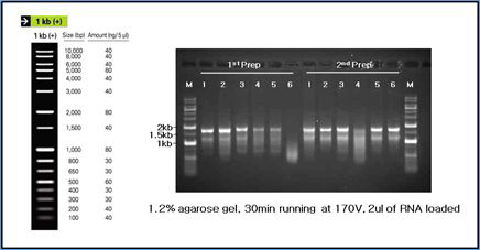 Agarose gel electrophoresis of RNA from DSW treated and control treatments