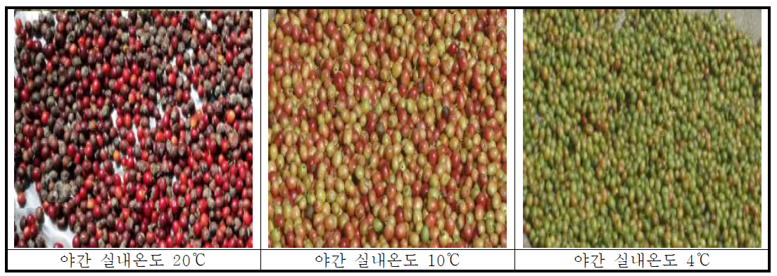 열매 생성 30일 후 야간 실내온도 처리별 생두의 상태