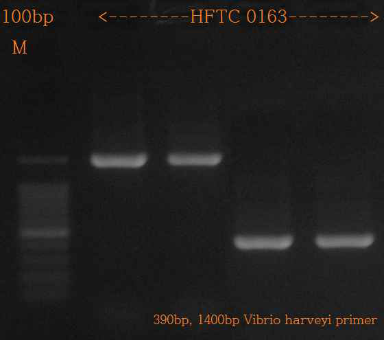 V. harveyi 특이밴드확인;(universal primer 1400bp / specific primer 390bp)