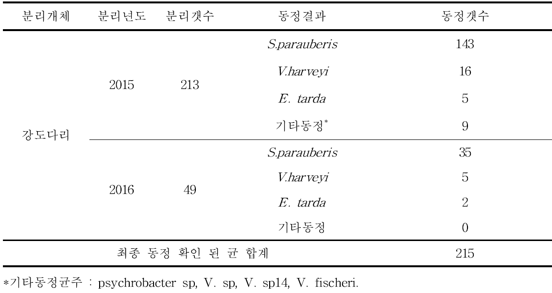 강도다리 215균주의 PCR 검사를 통한 균동정 결과