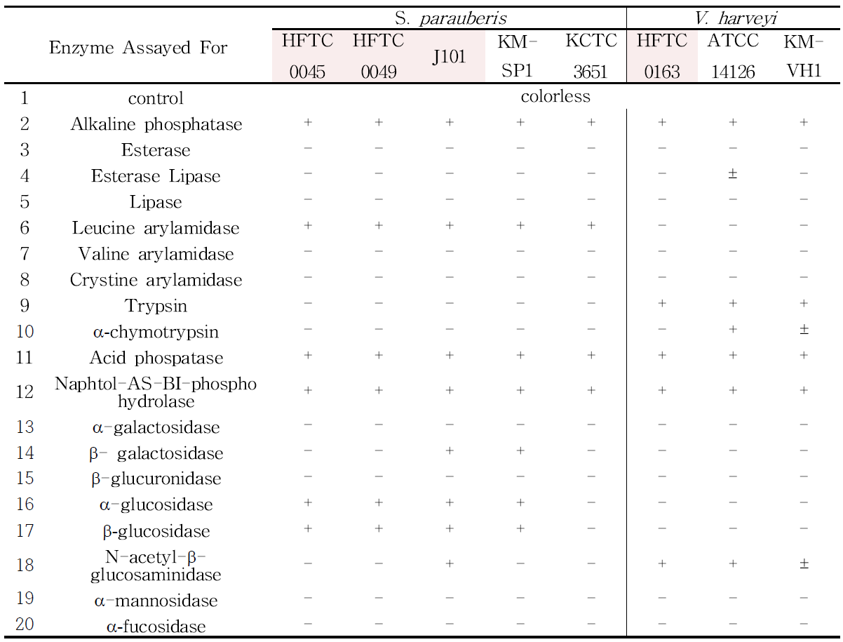 백신주 및 참조균주의 미생물 효소활성검사(API ZYM) 결과