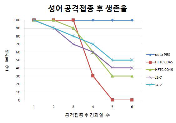 성어의 균주별 공격접종 경과일에 따른 생존율 변화