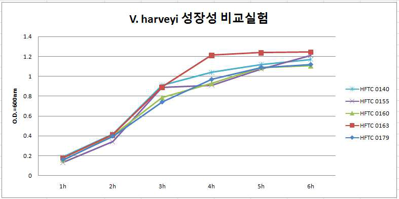 V.harveyi 백신후보주 성장성 비교실험 결과