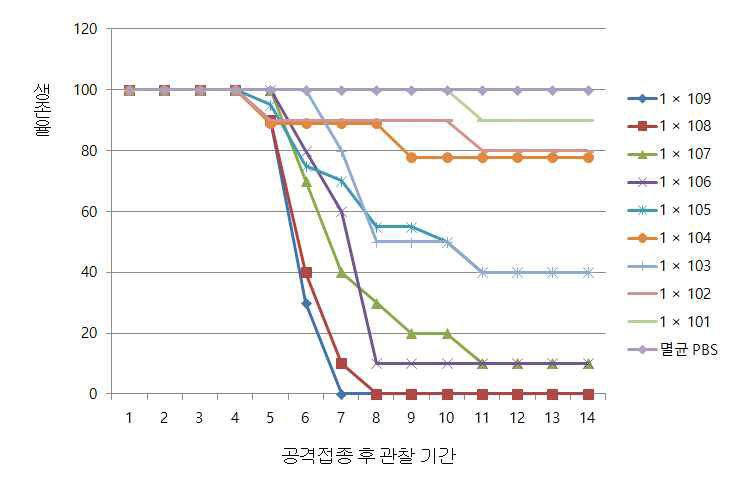 S. parauberis 생균량에 따른 공격접종 후의 생존율 변화