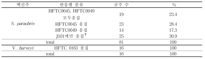 백신주 항혈청과 야외분리 균주간의 응집반응 결과