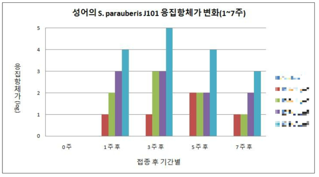 성어의 S. parauberis J101 사균체 접종에 따른 응집항체가 변화