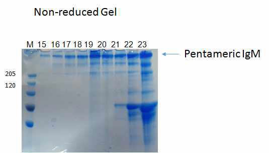 Gel-filtration chromatography_IgM