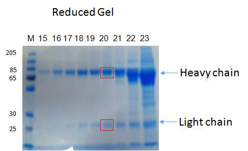 Gel-filtration chromatography_Heavy chain