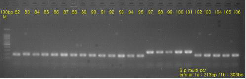 Multiplex PCR Assay serotype 구분결과