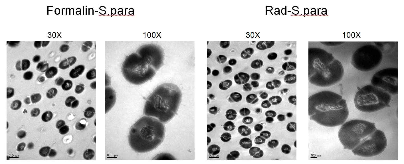 포르말린 및 방사선조사 백신 전자현미경(TEM)사진( S. parauberis )비교