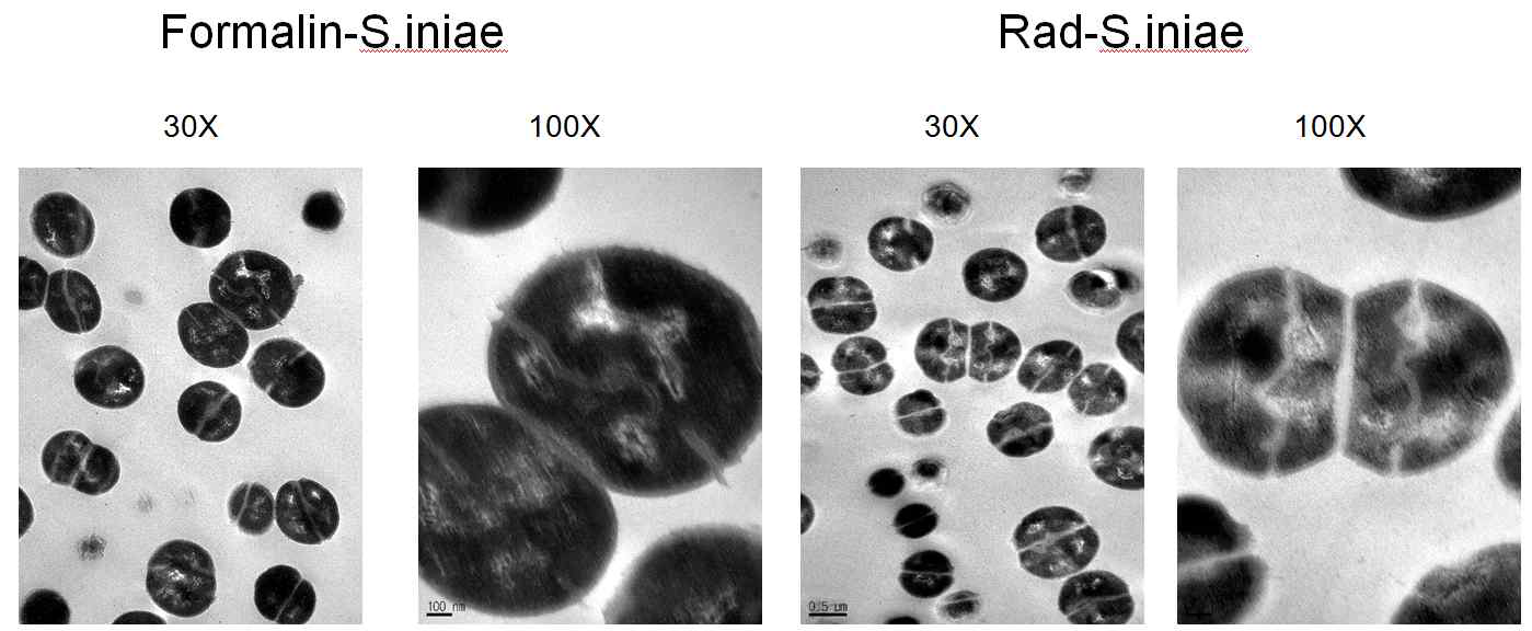 포르말린 및 방사선조사 백신 전자현미경(TEM)사진( S. iniae )비교