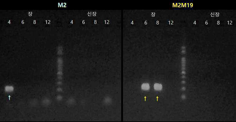 Mucin-related gene의 주차별, 장기별 발현