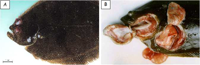 연쇄상구균 (Streptococcus iniae)에 감염된 넙치