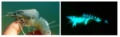 Vibrio harveyi가 감염된 새우의 carapace 및 형광사진