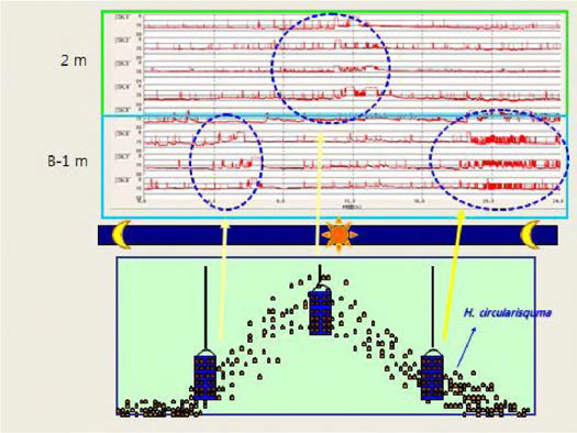 일본 Ago만에서 진주조개 패각운동을 활용한 Heterocapsa circulansquama의 주야일주 운동 측정