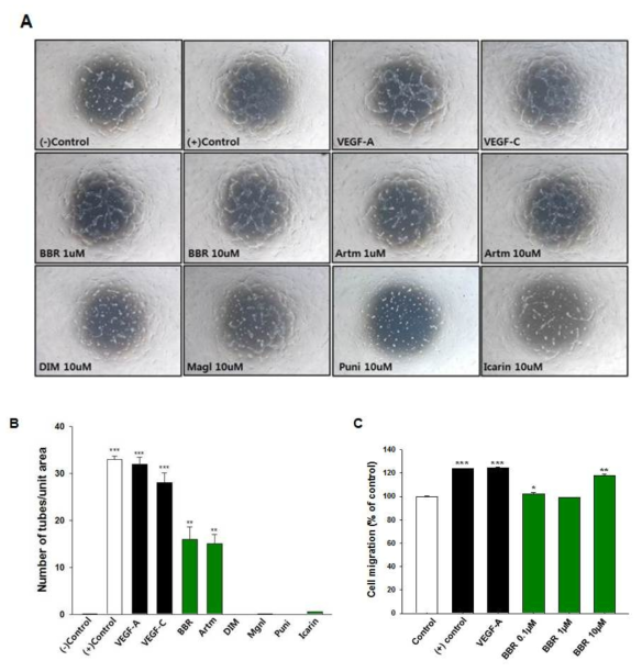 Tube formation, migration assay