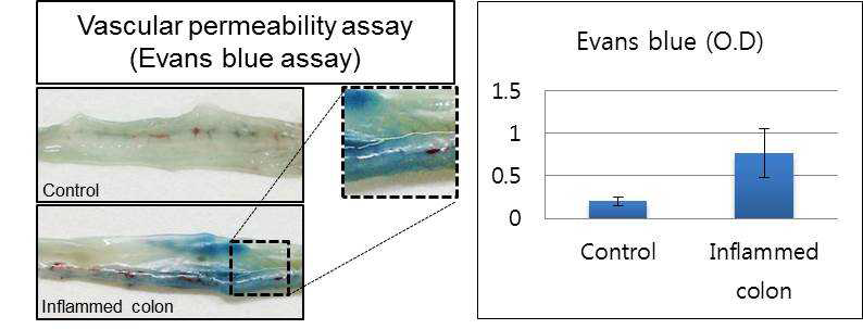 대장(colon)의 염증상태에서 혈관투과성 테스트