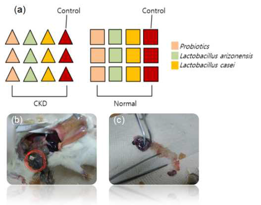 만성신장질환 rat 모델을 통한 인흡수 프로바이오틱스 동물실험