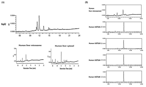 구축된 대사시스템에 의한 piceatannol 대사 패턴 분석 (A)과 piceatannol glucuronidation에 영향을 주는 UGTs isoform 분석 (B)