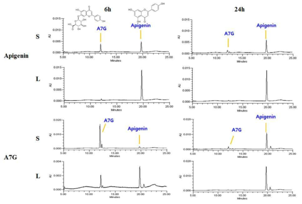 대식세포에서 apigenin과 apigenin-7-glucuronide (A7G) 동태 분석