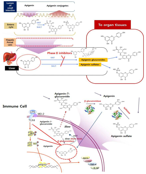Apigenin의 체내 동태 분석 및 항염증 효능 증진 관련 메카니즘
