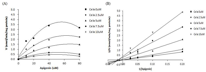 UGT1A1에 대한 apigenin+celastrol의 반응속도 (A)와 celastrol에 의해 억제된 UGT1A1에 의한 apigenin-glucuronide 생성 (B)