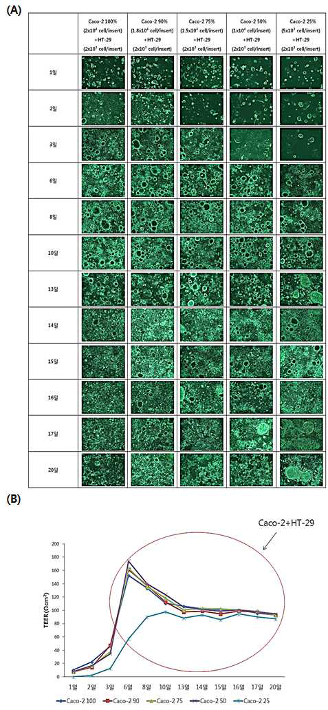 Caco-2 세포와 HT-29 세포 비율에 따른 luteolin 처리에 의한 morpholgy (A)와 TEER 값 (B) 변화